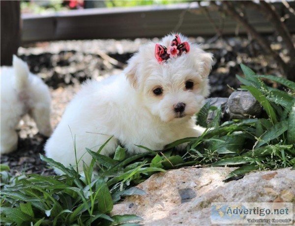 Two Teacup Maltese Puppies Needs a New Family
