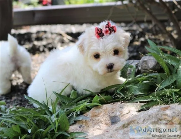 Two Teacup Maltese Puppies Needs a New Family