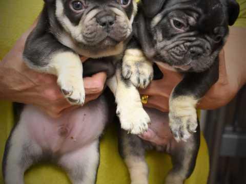 Super adorable AKC French Bulldog