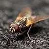 Hire the Best Bug and Insect Exterminators in Hicksville