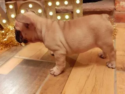 Beautiful Blue and White Pied French Bulldog Pups