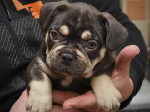 Fancy French Bulldog Puppies Available