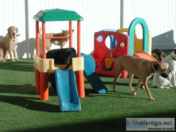 Dog Daycare in Puyallup