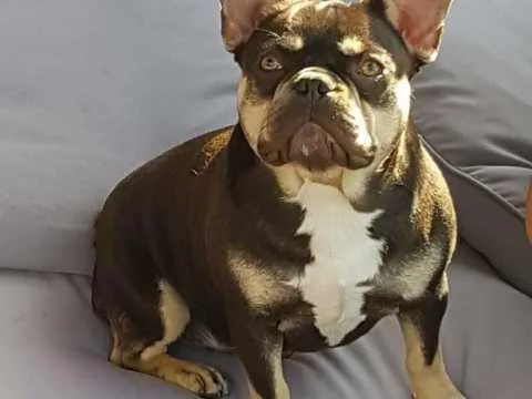 Adorable French Bulldogs for Adoption