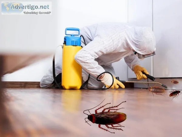 Cockroach Control service in Bradenton