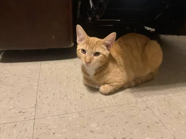 6month old orange tabby needs new home...