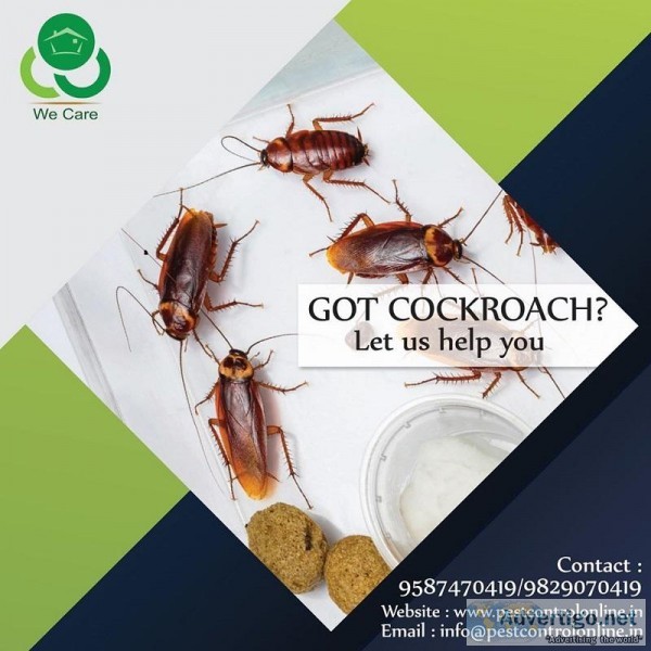 Cockroach Control in Ajmer