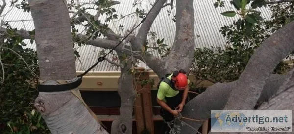 Best Tree Maintenance Services in Western Massachusetts