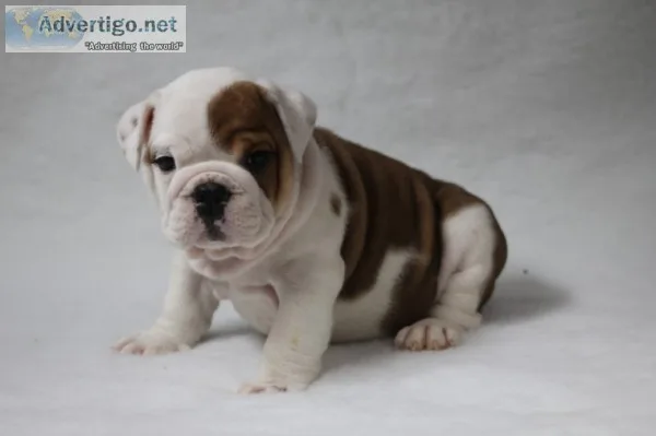 Maki and dexi, english bulldogs