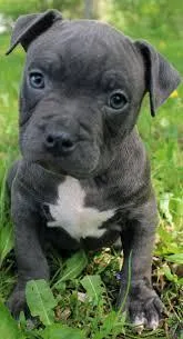 Pitbull had puppies