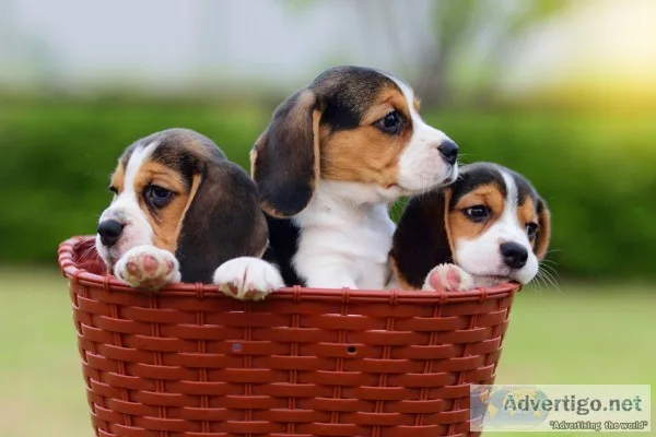 Famous dog pet shop in pune