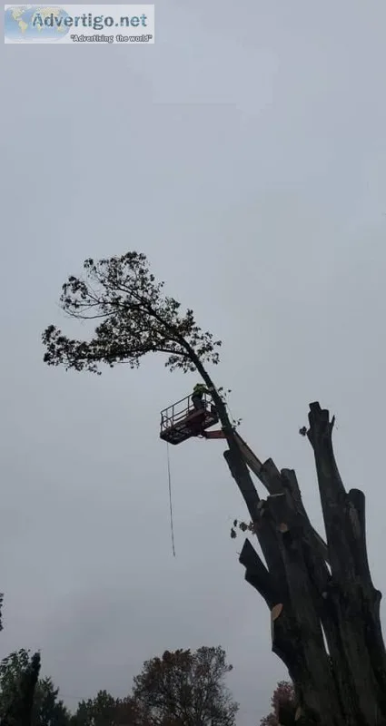 &quotThe Woodman&quot