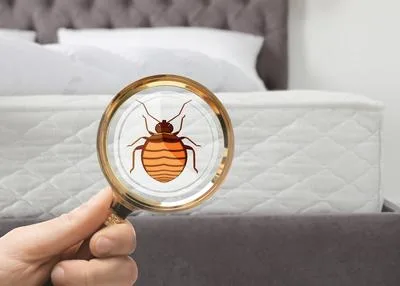 Get the Best Bed bug Control Service