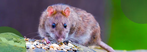 Rodent Control Marietta in GA