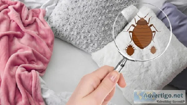Get Professional Heat Treatment For Bed Bugs