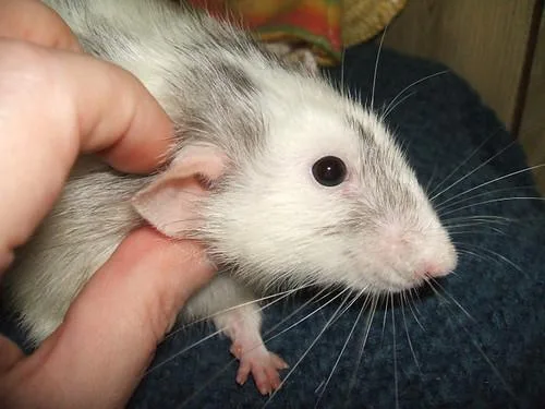 Rat Removal in Atlanta