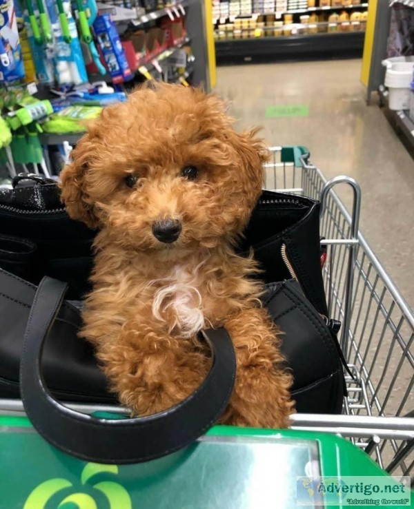 Tiny Toy Poodle Puppies Ready