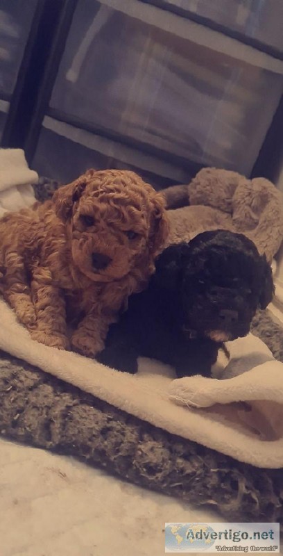 Top quality Toy poddle puppies ready for adoption