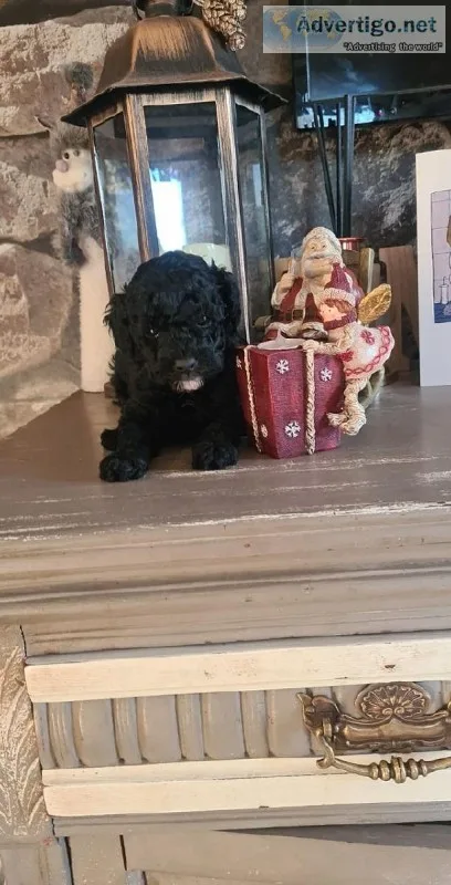 Toy Poodle Poppies