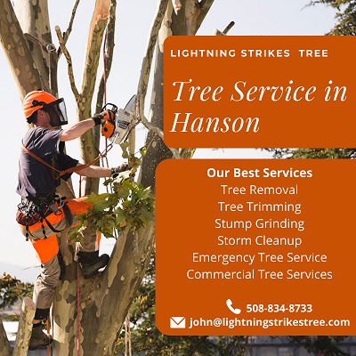 Tree Service in Hanson