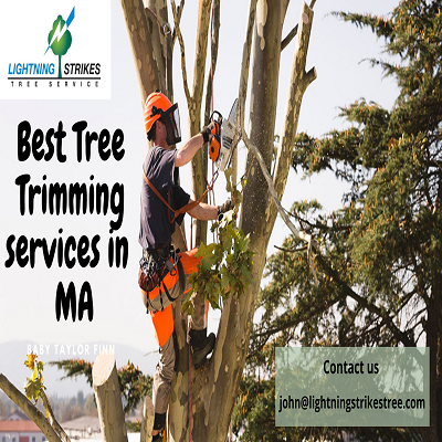 Provide best tree Trimming Service in MA