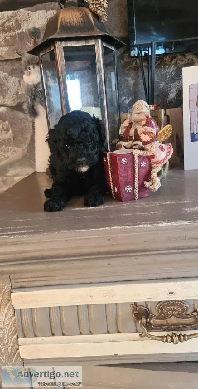 Charming Toy poddle puppies ready for adoption