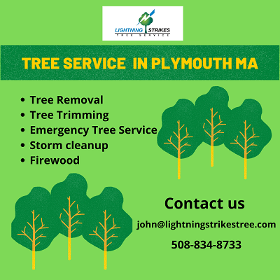 Tree Service in Plymouth MA