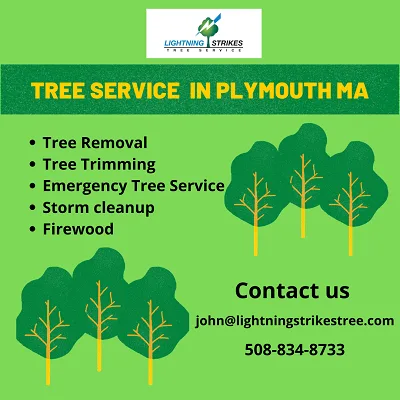 Tree Service in Plymouth MA