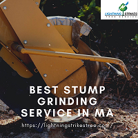 Best Stump grinding service in MA