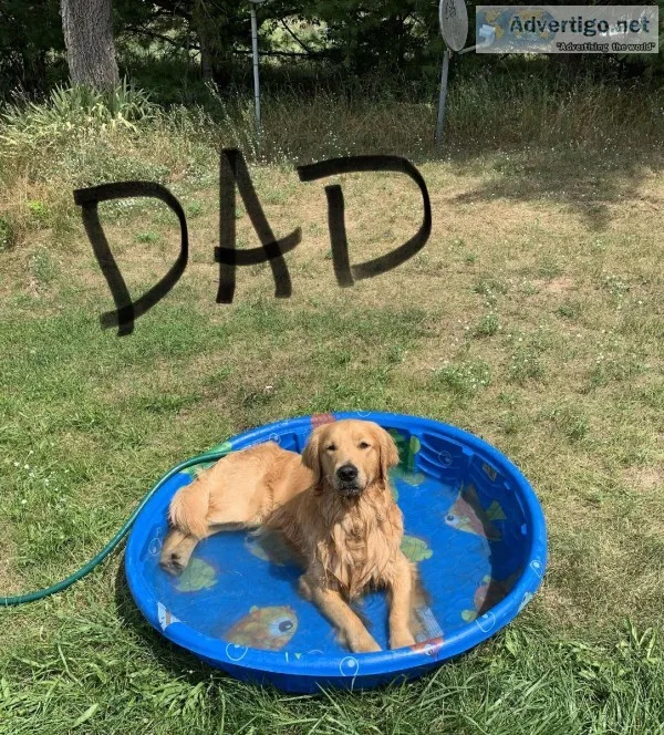 Golden Retriever Mix Puppies