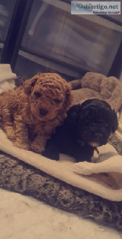 Toy Poodle Poppies