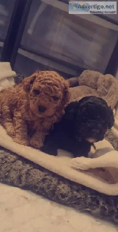 Toy Poodle Poppies