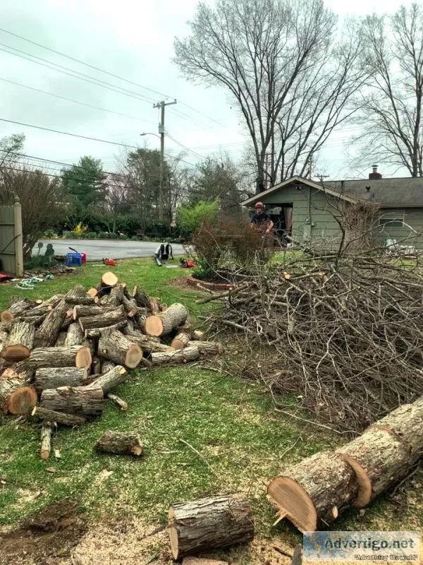 Tree&nbspTrimming&n bspKnoxville