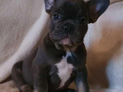 Beautiful French Bulldog Puppies