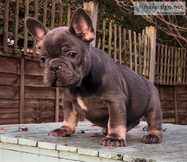 Registered French Bulldogs for Adoption