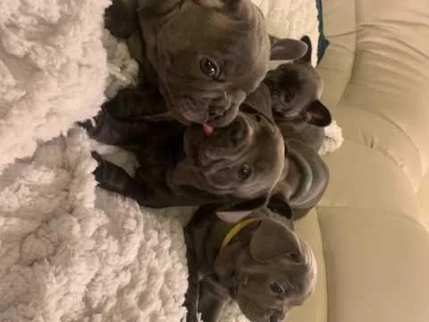 French Bulldog For Rehoming