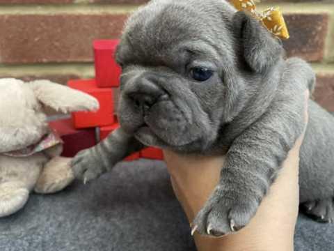 French Bulldog Puppies