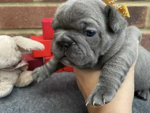 French Bulldog Puppies