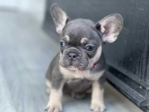 Beautiful French Bulldog Puppies