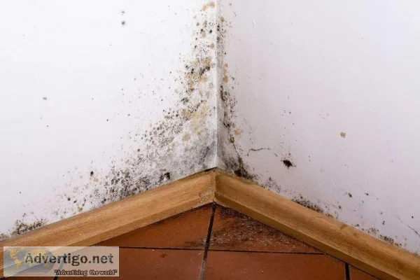 Mold Remediation in Shawnee KS