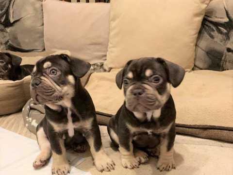 Well trained French Bulldog Pups
