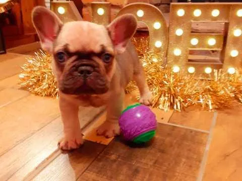 Frenchies Ready To Be All Yours Now