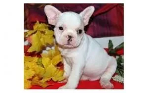 French Bulldog Puppies
