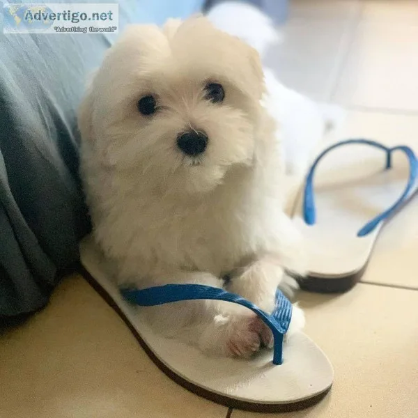 Cute litter of Maltase puppies