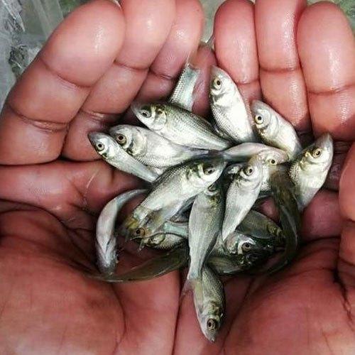 Fish Seeds in Delhi NCR -PVR AQUA