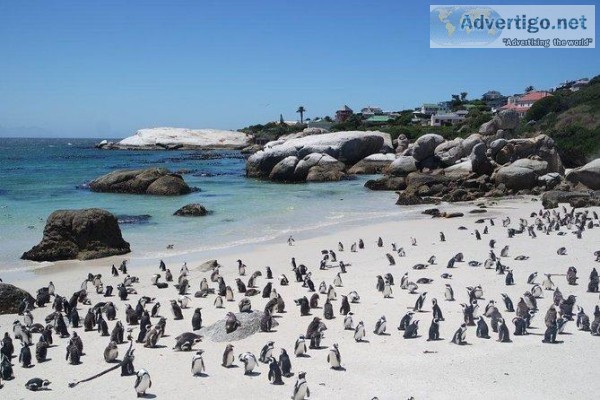Wildlife Safari Tour Near Cape Town