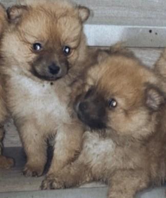 Pomeranian