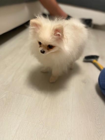 2 Pomeranian Boys Kc Reg Ready To Go