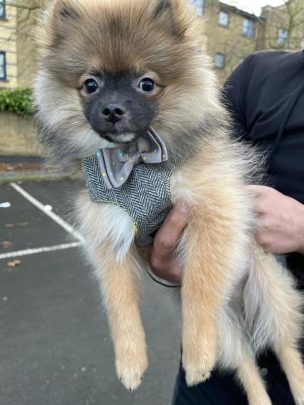 3 Months Cutest Pom Puppy