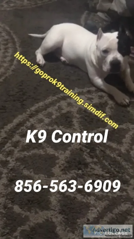 No more out of control canine